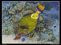Triggerfish eating a spanish dancer, close enough ;-) by Bea & Stef Primatesta 